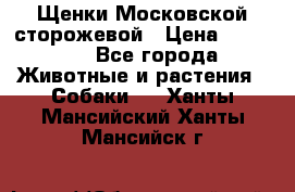 Щенки Московской сторожевой › Цена ­ 35 000 - Все города Животные и растения » Собаки   . Ханты-Мансийский,Ханты-Мансийск г.